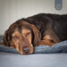 BIORELAX_Tierkissen_hund2